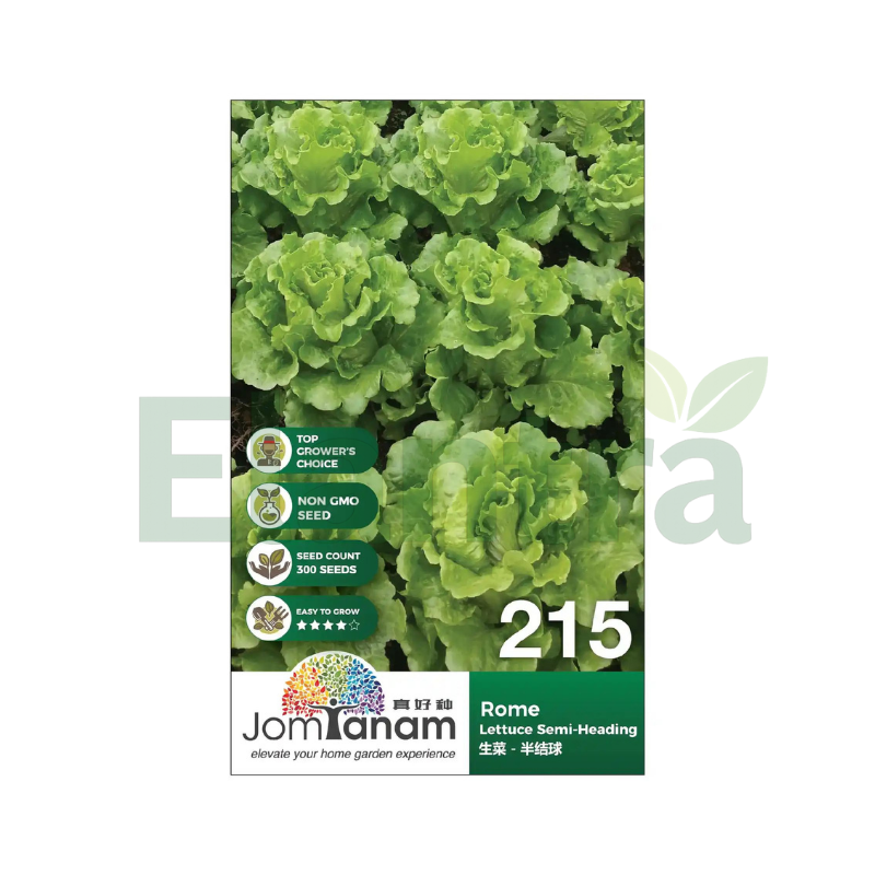 215 LETTUCE SEMI-HEADING